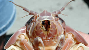 Giant Isopod Closeup Wallpaper