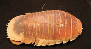 Giant Isopod Closeup Wallpaper