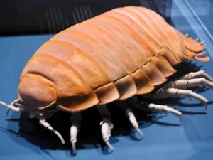 Giant Isopod Crustacean Wallpaper
