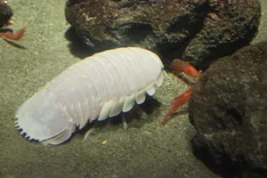 Giant Isopod Underwater Wallpaper