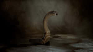 Giant Leech Artistic Representation Wallpaper