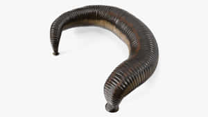 Giant Leech White Background Wallpaper