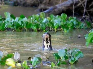 Giant Otter In Water.jpg Wallpaper
