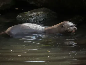Giant Otter Swimmingin Water Wallpaper