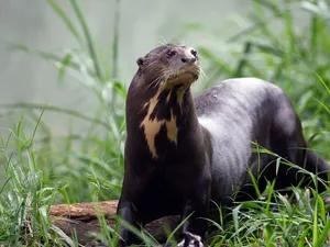 Giant Otterin Natural Habitat.jpg Wallpaper