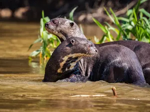 Giant Otters Resting In Water.jpg Wallpaper