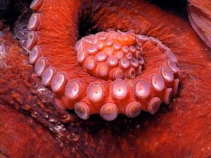 Giant Pacific Octopus Camouflage Wallpaper