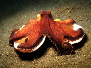 Giant Pacific Octopus Camouflagedon Ocean Floor.jpg Wallpaper