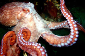 Giant Pacific Octopus Display Wallpaper