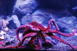 Giant Pacific Octopus Display Wallpaper