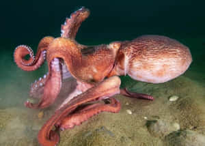 Giant Pacific Octopus Underwater Wallpaper