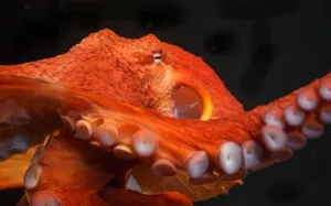 Giant Pacific Octopusin Motion Wallpaper