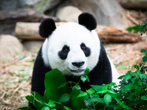 Giant Panda Eating Leaves Singapore Zoo Wallpaper