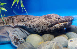 Giant Salamander Aquatic Habitat Wallpaper