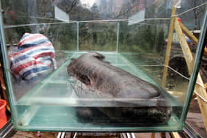 Giant Salamander Exhibit Wallpaper