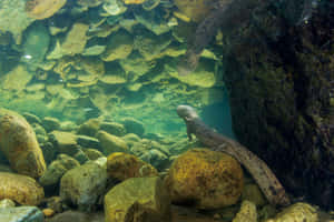 Giant Salamander Habitat Underwater Wallpaper