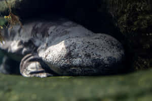 Giant Salamander Hiding Under Rock Wallpaper