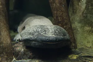Giant Salamander Resting Underwater.jpg Wallpaper