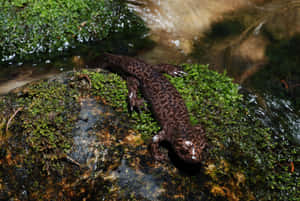 Giant Salamander Restingon River Rock Wallpaper