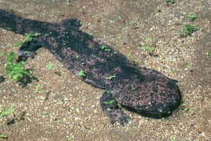 Giant Salamander Restingon Riverbed Wallpaper