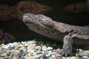 Giant Salamander Restingon Riverbed Wallpaper