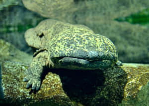 Giant Salamander Restingon Rock Wallpaper