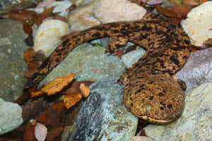 Giant Salamander Restingon Rocks Wallpaper