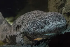 Giant Salamander Restingon Rocks Wallpaper