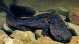 Giant Salamander Restingon Rocks Wallpaper