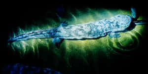 Giant Salamander Underwater Wallpaper