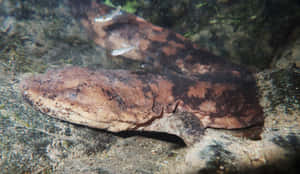 Giant Salamander Underwater Wallpaper