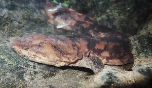 Giant Salamander Underwater Wallpaper