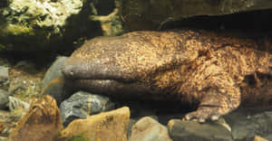 Giant Salamander Underwater Rocks Wallpaper