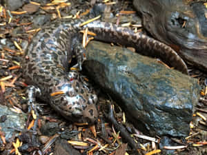 Giant Salamanderin Habitat.jpg Wallpaper