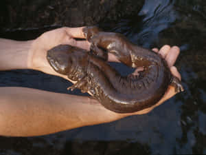 Giant Salamanderin Hands Wallpaper