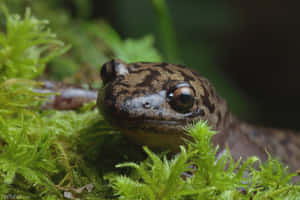 Giant Salamanderin Moss.jpg Wallpaper