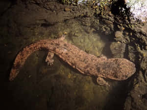 Giant Salamanderin Natural Habitat.jpg Wallpaper