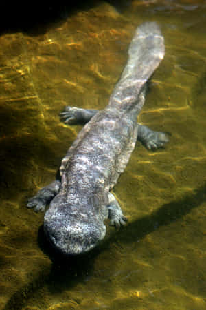 Giant Salamanderin Natural Habitat.jpg Wallpaper