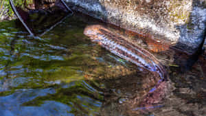 Giant Salamanderin Natural Habitat.jpg Wallpaper