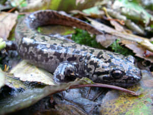 Giant Salamanderin Natural Habitat Wallpaper