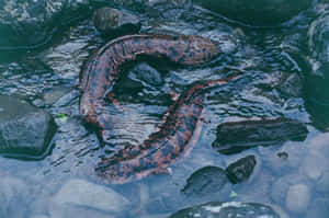 Giant Salamanderin Stream.jpg Wallpaper