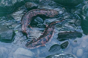 Giant Salamanderin Stream.jpg Wallpaper