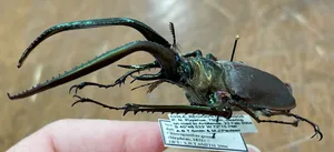 Giant Scarab Beetlewith Pincers Wallpaper