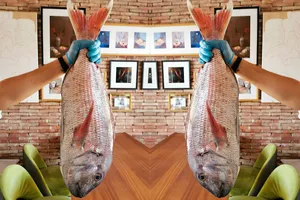 Giant Snapper Held Up Wallpaper