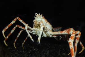 Giant Spider Crabin Aquatic Environment Wallpaper