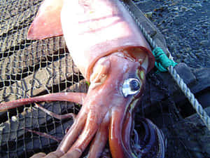 Giant Squid Caughton Net Wallpaper