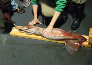 Giant Squid Examination Wallpaper