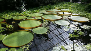 Giant_ Water_ Lilies_ Royal_ Botanic_ Garden_ Edinburgh.jpg Wallpaper