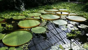 Giant_ Water_ Lilies_ Royal_ Botanic_ Garden_ Edinburgh.jpg Wallpaper