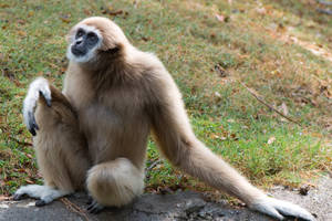 Gibbon On Grass Wallpaper